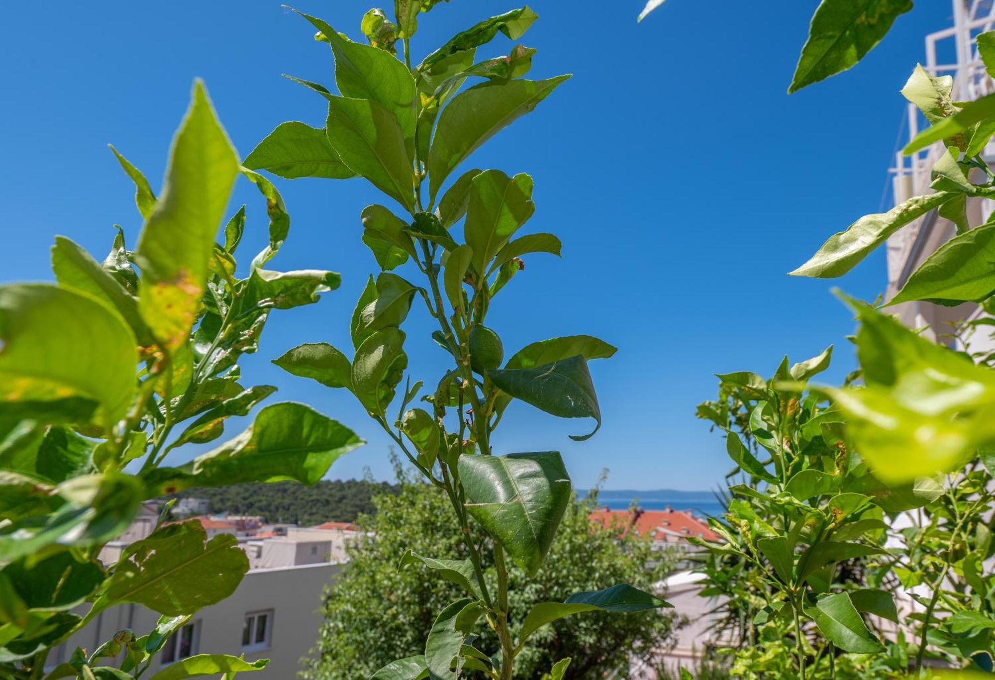 Apartmani Sani Makarska Exterior foto